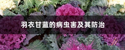 羽衣甘蓝的病虫害及其防治