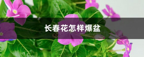 长春花怎样爆盆